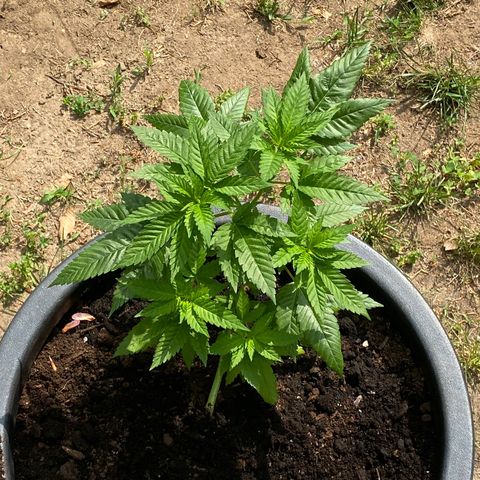 Unknown strain growlog timeline photo