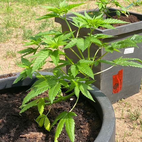 Unknown strain growlog timeline photo