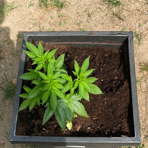 Unknown strain growlog timeline photo