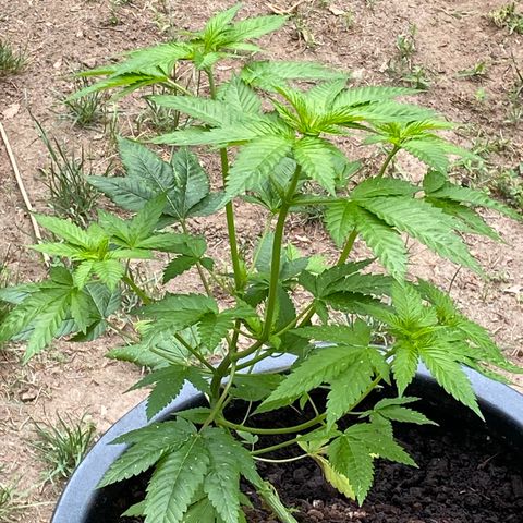 Unknown strain growlog timeline photo