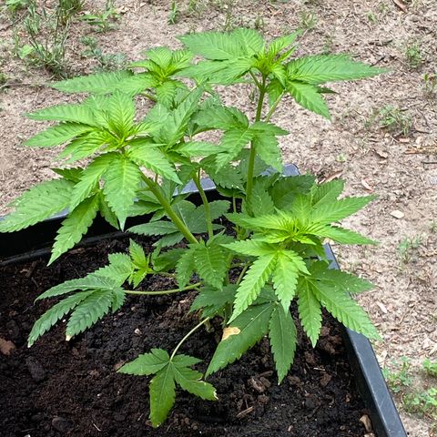 Unknown strain growlog timeline photo