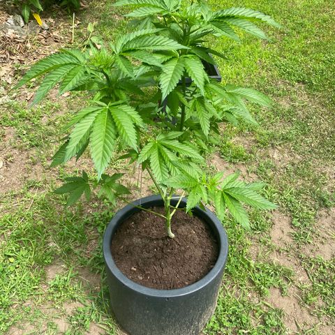Unknown strain growlog timeline photo