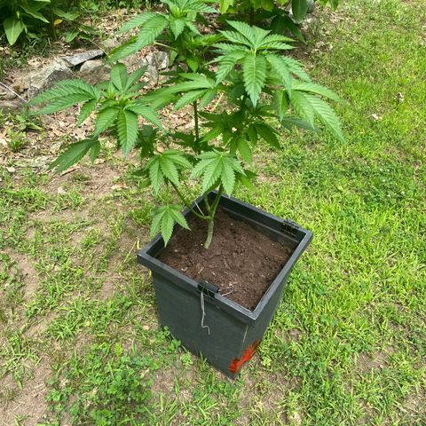 Unknown strain growlog timeline photo