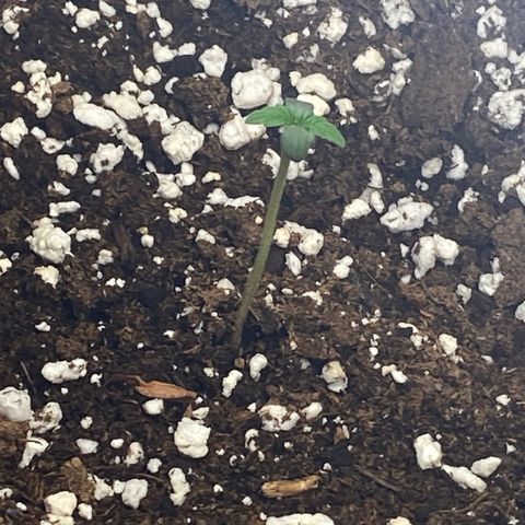 Purple lemonade auto growlog timeline photo