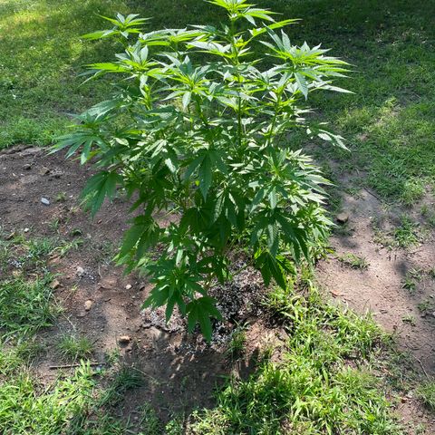 Unknown strain growlog photo: 3 feet tall practically.