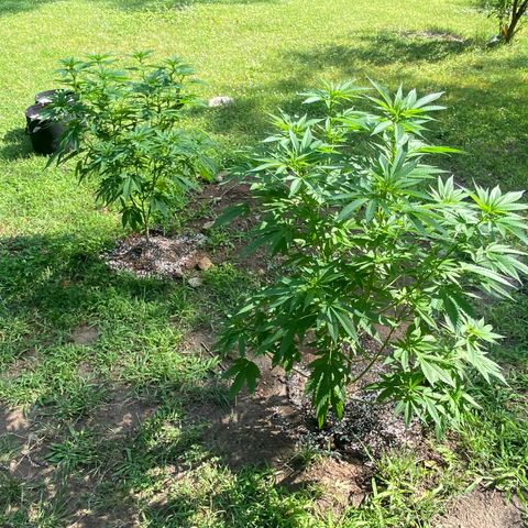 Unknown strain growlog photo: 3 feet tall practically.