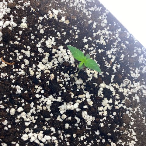 Purple lemonade auto growlog photo: Leggy but the lights is only 2 inches away