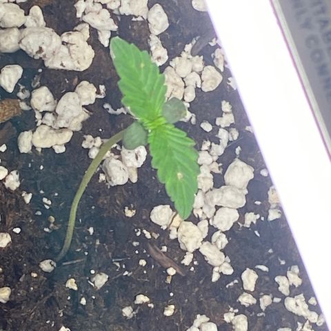 Purple lemonade auto growlog photo: Leggy but the lights is only 2 inches away