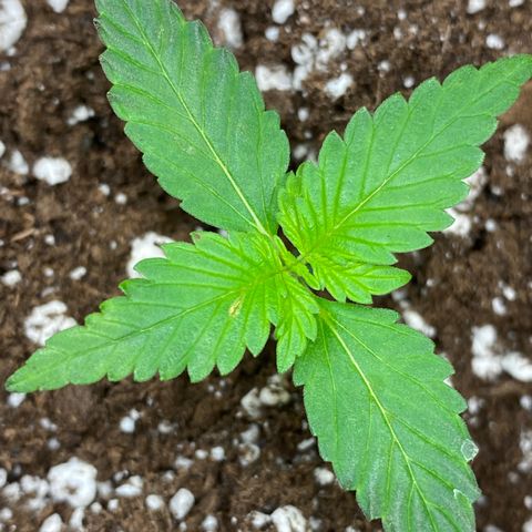 Purple lemonade auto growlog timeline photo