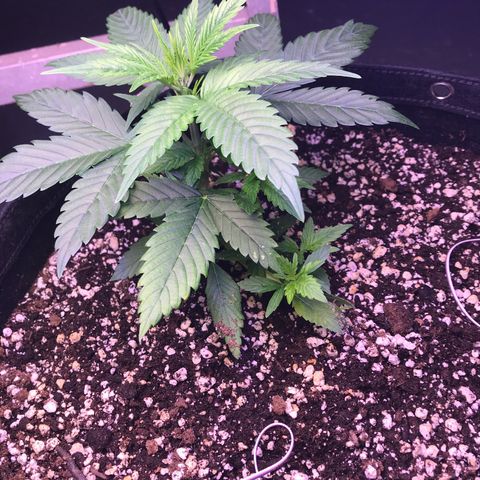 Purple lemonade auto growlog timeline photo