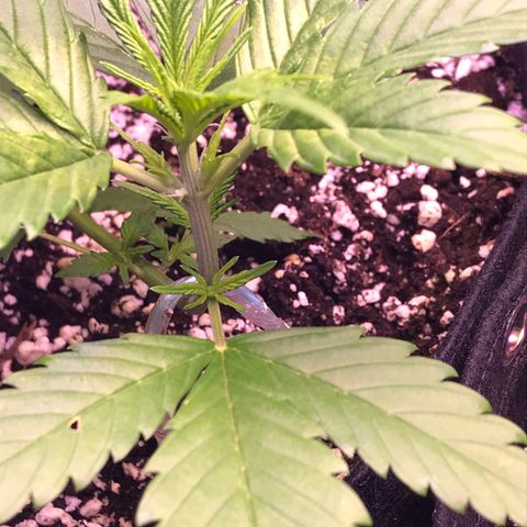 Purple lemonade auto growlog timeline photo