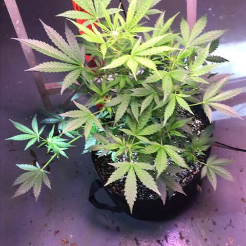 Purple lemonade auto growlog timeline photo