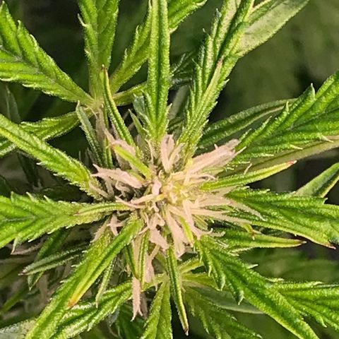 Purple lemonade auto growlog timeline photo