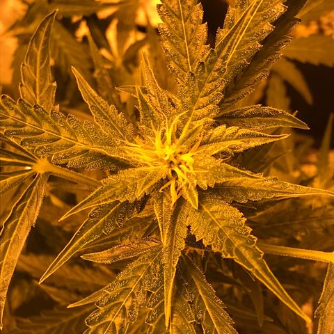 Purple lemonade auto growlog timeline photo