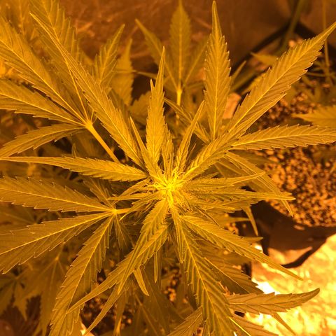 Purple lemonade auto growlog timeline photo