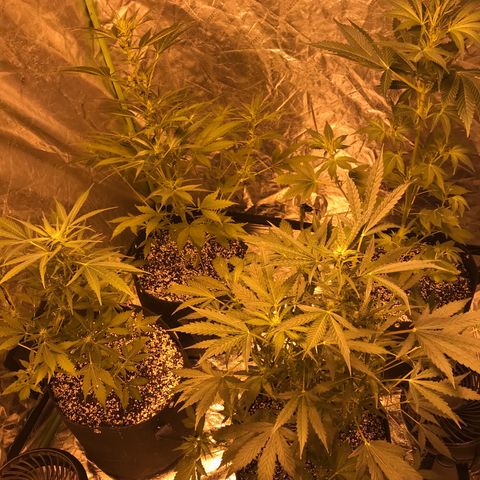 Purple lemonade auto growlog timeline photo