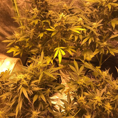 Purple lemonade auto growlog timeline photo
