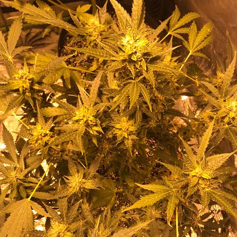 Purple lemonade auto growlog timeline photo