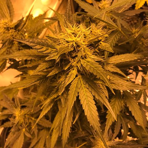 Purple lemonade auto growlog timeline photo