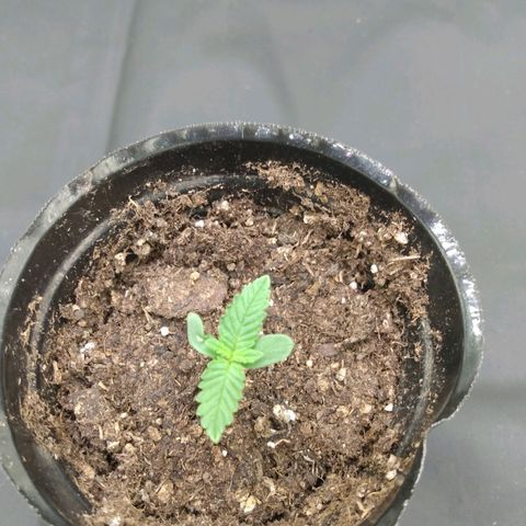 Azulina growlog timeline photo