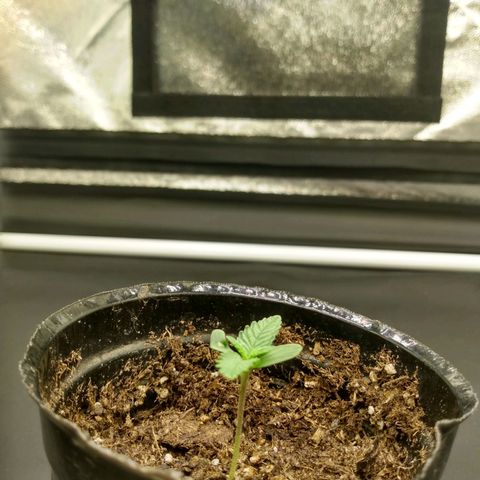 Azulina growlog timeline photo