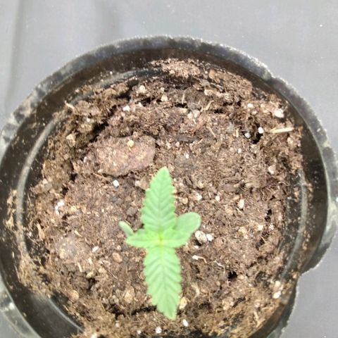 Azulina growlog timeline photo