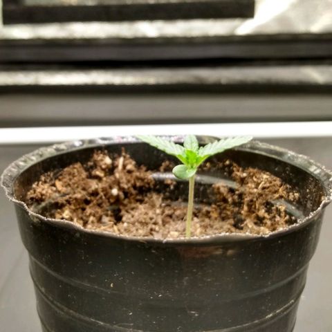 Azulina growlog timeline photo