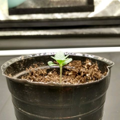 Azulina growlog timeline photo
