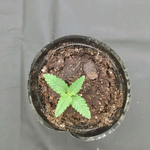 Azulina growlog timeline photo