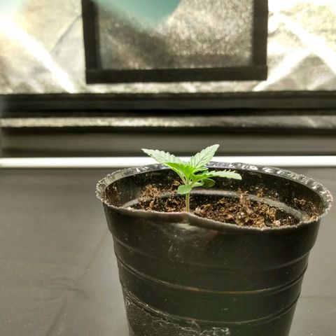 Azulina growlog timeline photo