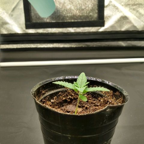 Azulina growlog timeline photo