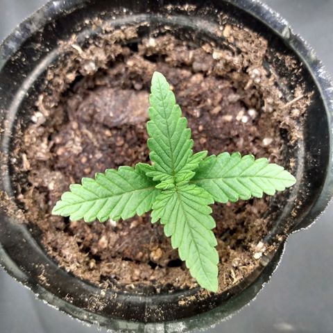 Azulina growlog timeline photo