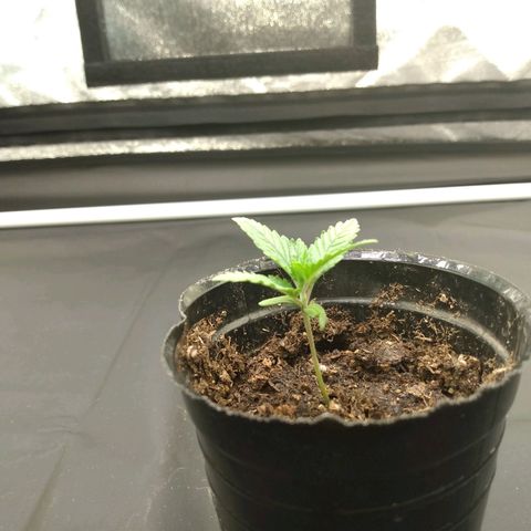 Azulina growlog timeline photo