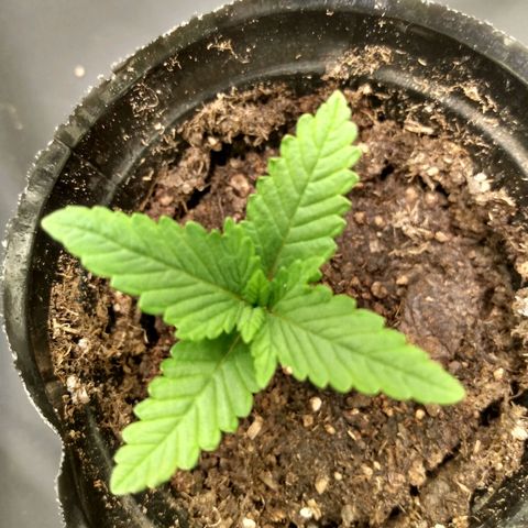 Azulina growlog timeline photo