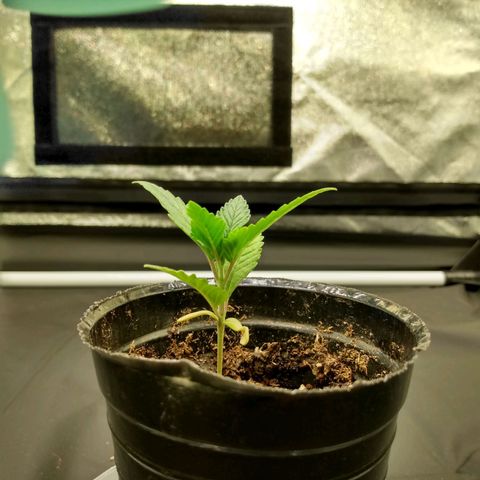 Azulina growlog timeline photo