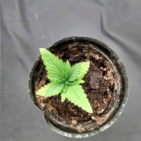 Azulina growlog timeline photo