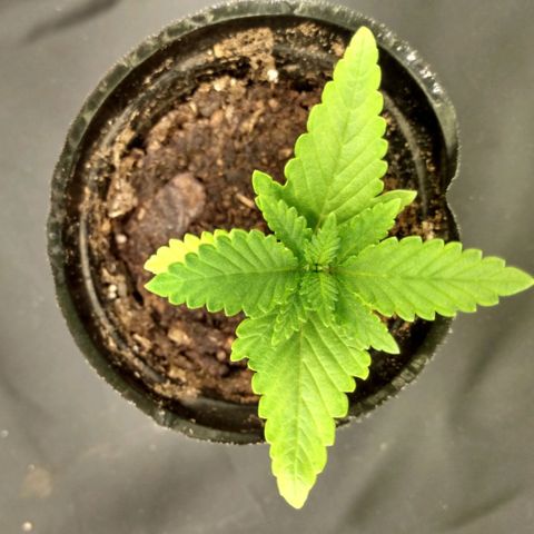 Azulina growlog timeline photo