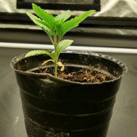 Azulina growlog timeline photo