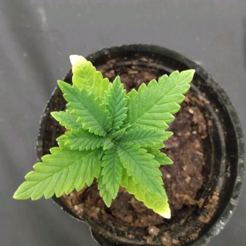 Azulina growlog timeline photo
