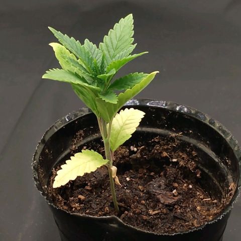 Azulina growlog timeline photo