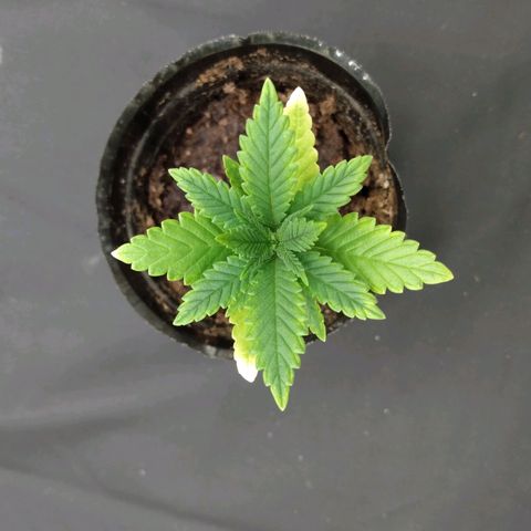 Azulina growlog timeline photo