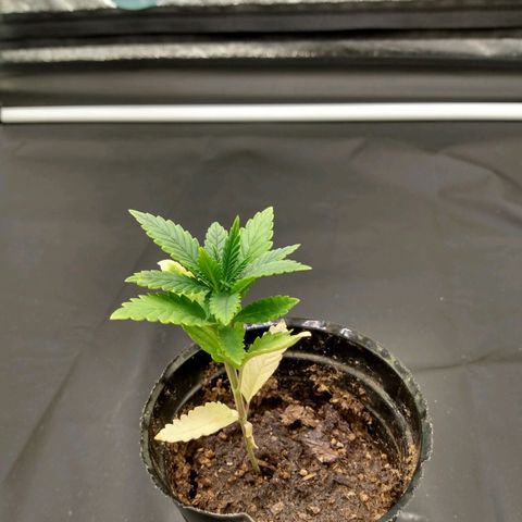 Azulina growlog timeline photo