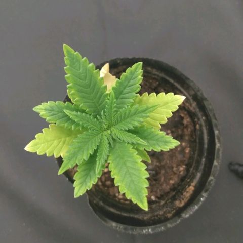 Azulina growlog timeline photo