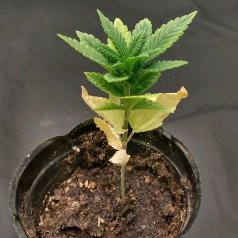 Azulina growlog timeline photo