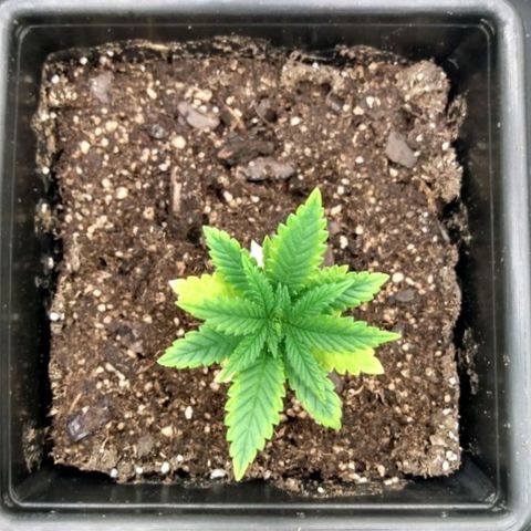 Azulina growlog timeline photo