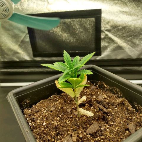 Azulina growlog timeline photo