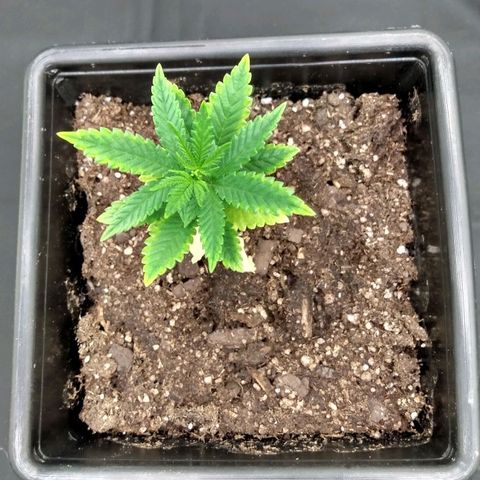 Azulina growlog timeline photo