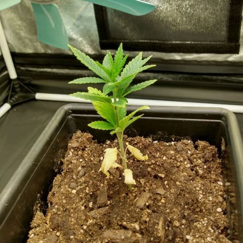 Azulina growlog timeline photo