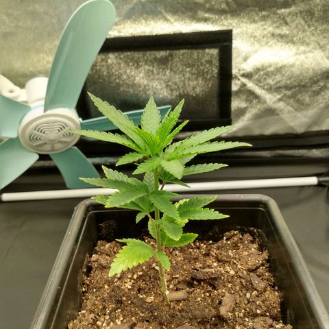 Azulina growlog timeline photo