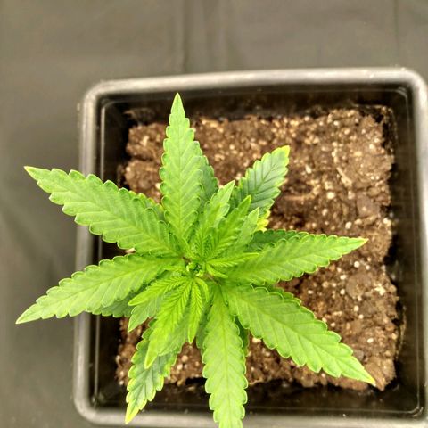 Azulina growlog timeline photo